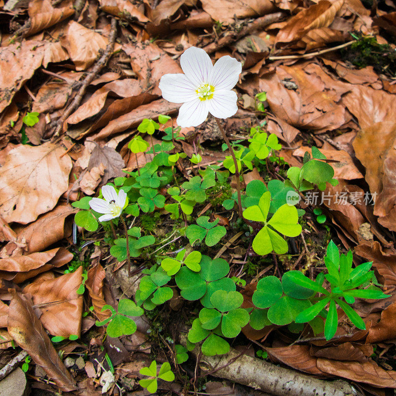 春天的花-酢浆草(Oxalis acetosella)的花。漂亮的盛开。有选择性的重点。